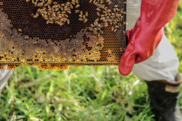 cire-abeille-gant-rouge-apiculteur 